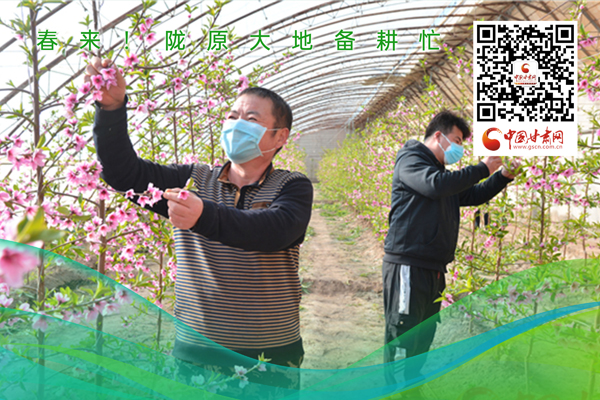 海報(bào)丨春來！隴原大地春耕忙