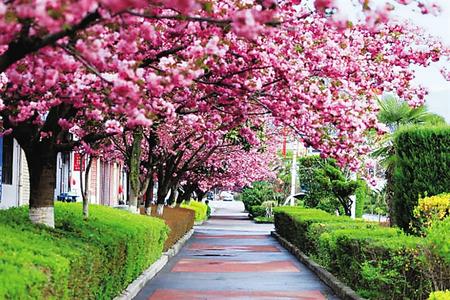 【印象隴原】去兩當(dāng)，與櫻花赴約