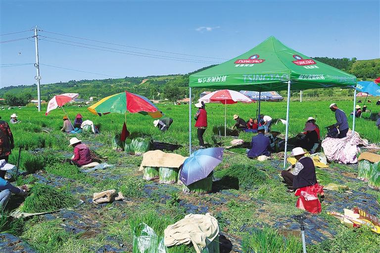 臨夏縣尹集鎮(zhèn)大灘澗村河州田園農民種植專業(yè)合作社的社員采挖香蔥
