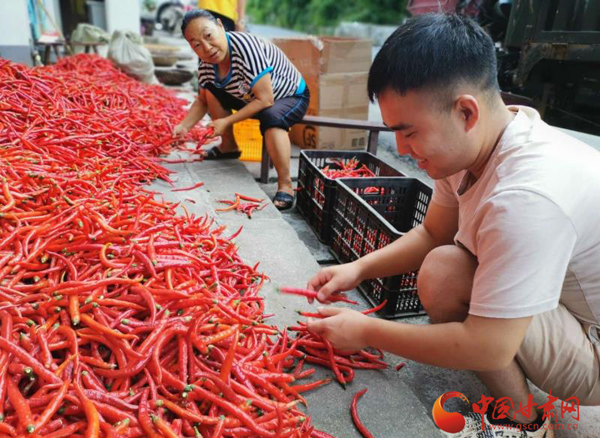 文縣大盤峪村：找準(zhǔn)產(chǎn)業(yè)扶貧路子  打贏脫貧攻堅戰(zhàn)役