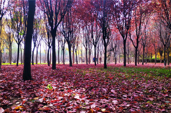 【“醉”美深秋 】深秋，請(qǐng)到蘭州這片紅葉林里走走