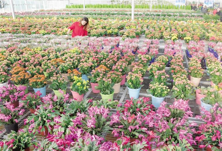臨夏縣20多萬株水仙花、杜鵑、蝴蝶蘭等60多種花卉競(jìng)相綻放
