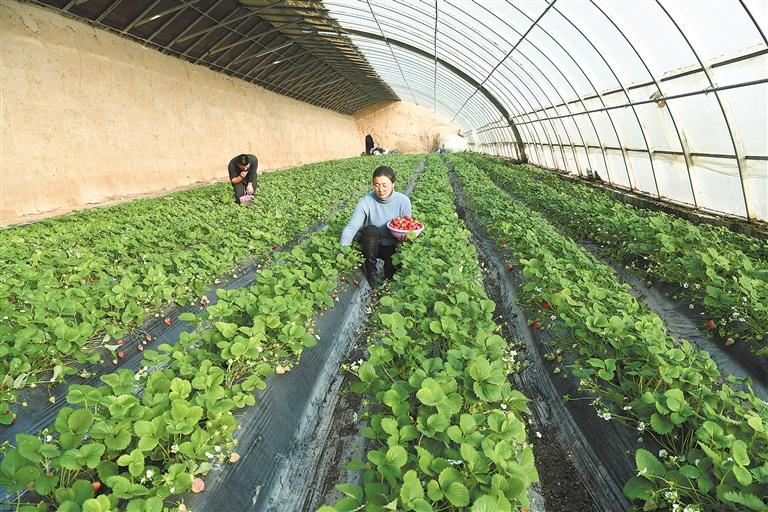 臨夏市折橋鎮(zhèn)大莊村一顆顆鮮嫩多汁的草莓已經成熟