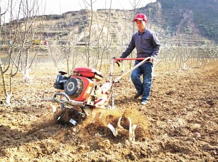 隴南康縣種植花椒總面積11.73萬(wàn)畝（圖）