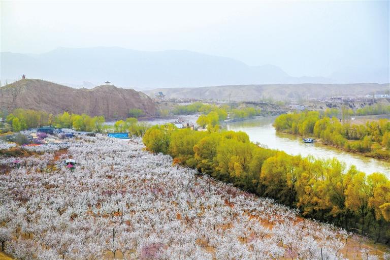甘肅旅游丨唐汪杏花開(kāi) 楚楚等君來(lái) 在這里賞花看丹霞，美哉！