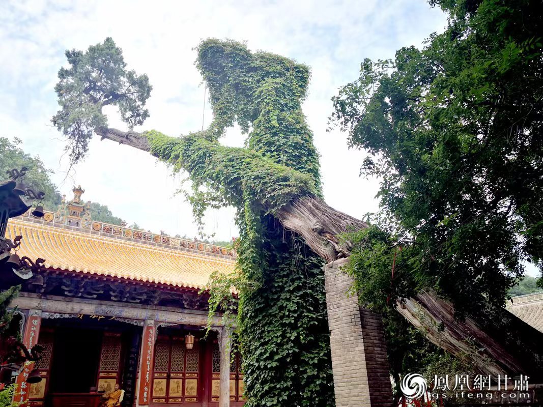 “山頭南郭寺，水號北流泉。老樹空庭得，清渠一邑傳?！倍鸥υ娭械摹袄蠘洹保傅木褪沁@株春秋古柏，為南郭寺的“鎮(zhèn)寺之寶”。胡江 攝