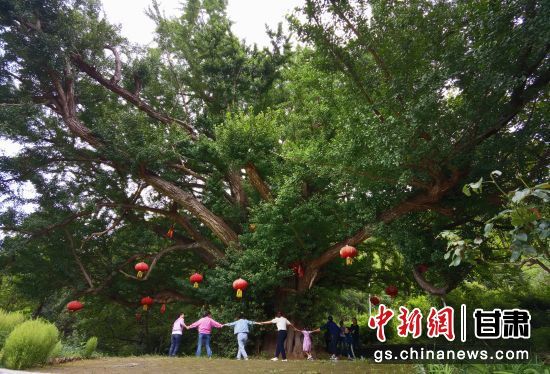 隴南徽縣境內(nèi)最古老的銀杏樹(shù)。當(dāng)?shù)貍髡f(shuō)，它已有千年樹(shù)齡。（資料圖）殷春永 攝