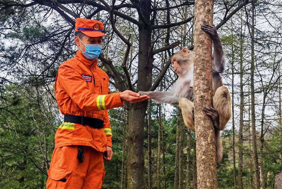 【甘快看】嗨！你好！甘肅隴南森林消防員巡護途中偶遇野生獼猴群