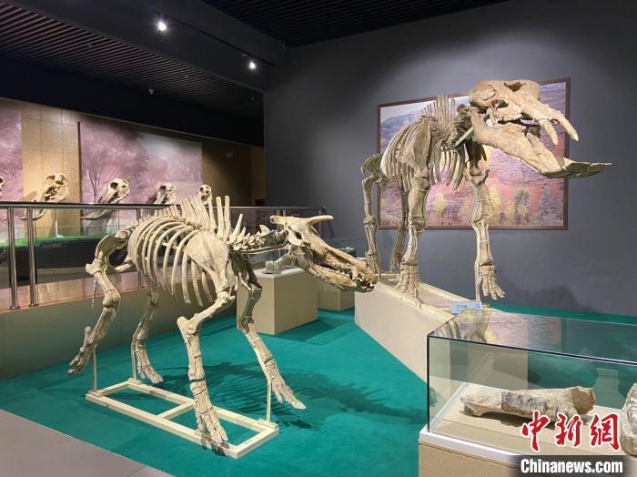 圖為5月底，和政縣古動(dòng)物化石博物館內(nèi)修復(fù)后的古生物化石。　高展 攝