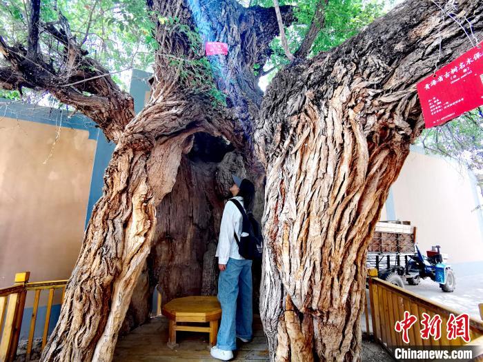 青海海東市阿河灘地質(zhì)文化村：古樹新枝、丹山碧水