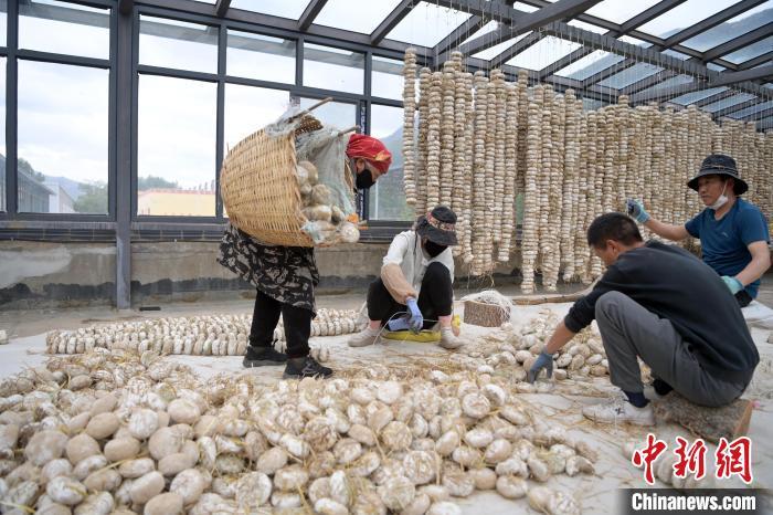 5月10日，甘肅省甘南藏族自治州迭部縣一青稞酒廠，工作人員用青稞面和青稞草等制成的曲坯用繩子串起來(lái)，方便掛起來(lái)曬干。九美旦增　攝