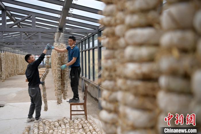 圖為5月10日，工作人員將用青稞面和青稞草等制成的曲坯用繩子串起來(lái)晾曬。九美旦增　攝