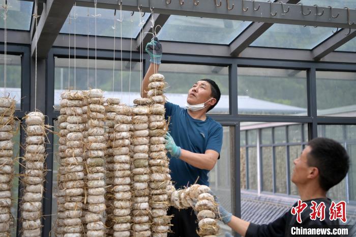 圖為5月10日，工作人員將用青稞面和青稞草等制成的曲坯用繩子串起來(lái)晾曬。九美旦增　攝