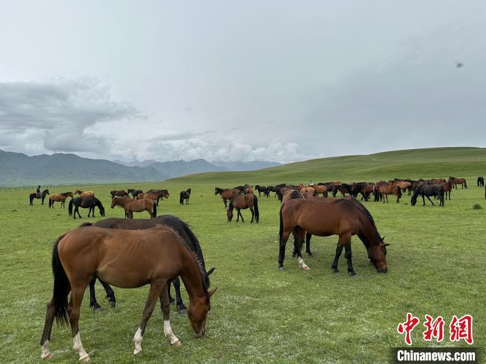 7月中旬，在山丹馬場(chǎng)草原上吃草的“山丹馬”?！〈魑牟?攝